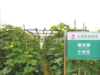 小青瓜、碧玉青